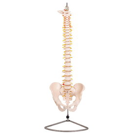 脊椎骨盤模型 GX-105せきつい 人骨模型高さ80cm 実物大背骨[JK-7630]
