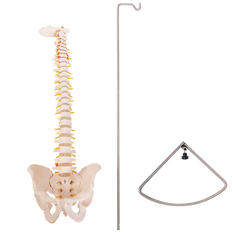 楽天市場】脊椎骨盤模型 GX-105せきつい 人骨模型高さ80cm 実物大背骨 