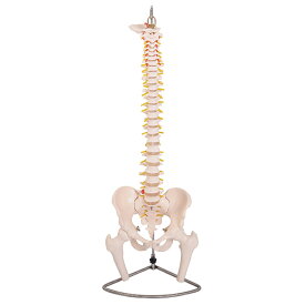 あす楽　脊椎骨盤模型(股関節付)GX-126 せきついの人骨模型 高さ90cm 実物大[JK-3250]