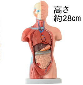 内臓人体模型28cm15パーツ内臓模型 203 標本[JK-3830]
