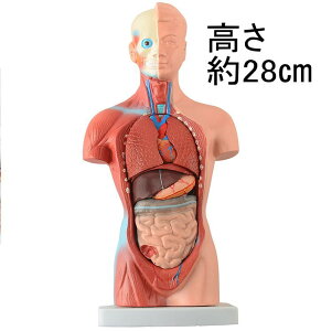 �����l�̖͌^28cm15�p�[�c�����͌^ 203 �W�{[JK-3830]