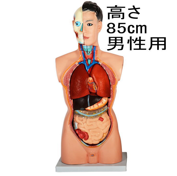 <br>内臓人体模型男性85ｃｍGX-201<br>パーツ取り外し可<br>内臓模型 標本 ガイコツ[JK-2994]