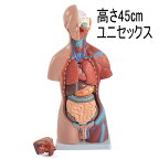人体模型GX-205　お腹の見える人体模型46cm　20パーツ取り外し可　内臓模型　ガイコツ