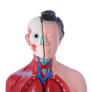 内臓人体模型女性/男性 44cm 骸骨　骨格　骨　模型　ガイコツ　ミニ　人体模型　内臓