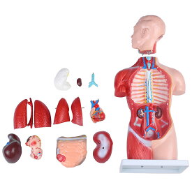 人体模型GX-207お腹と背中が見える内臓模型高さ45cmユニセックスタイプ17パーツ取り外し可[JK-5278]