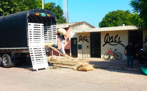  RrA VGlo_ tFAg[h L@JASF R[q[  XyVeB yDRIP TRIPz1kg 2kg 5kg 10kg