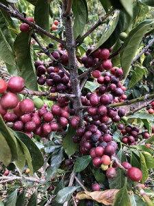 R[q[ OAe} }OCX CLASICO  Iׂx  蓤 R[q[ XyVeBR[q[  yDRIP TRIPz  400g 800g 1kg 2kg ACXR[q[  [