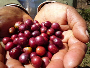 R[q[  G`IsA CK`FtF G1 RK_ i` yDRIP TRIPz1kg 2kg 5kg