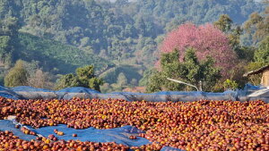 R[q[  ^C tAC`v[ AiGrbNi` yDRIP TRIPz1kg 2kg 5kg #345