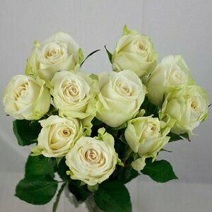 R[q[  PjA A_jA AA  XyVeB yDRIP TRIPz1kg 2kg 5kg 10kg