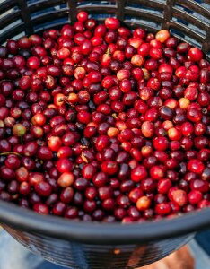 R[q[  O@e} OCi SHB EHbVh AUn yDRIP TRIPz1kg 2kg 5kg #434