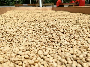 �R�[�q�[ ���� �x�l�Y�G�� ���N�J�C�_�� �t���[�E�H�b�V���h ���������yDRIP TRIP�z1kg 2kg 5kg #447