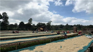 �R�[�q�[ ���� �G�`�I�s�A �O�W �O���`�� �E�H�b�V���g G1 ���������yDRIP TRIP�z1kg 2kg 5kg #450