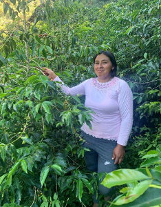 �R�[�q�[ ���� �y���[ �C�l�X�E�L�X�y�E�p�����v �u���{�� �Q�C�V�� ���������yDRIP TRIP�z1kg 2kg 5kg #451