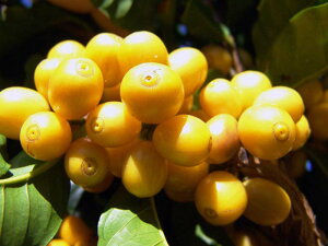 R[q[ uW ~iX xrX^_ hCIc[ u{A}  Iׂx  蓤 R[q[ XyVeBR[q[   400g 800g 1kg 2kgyDRI