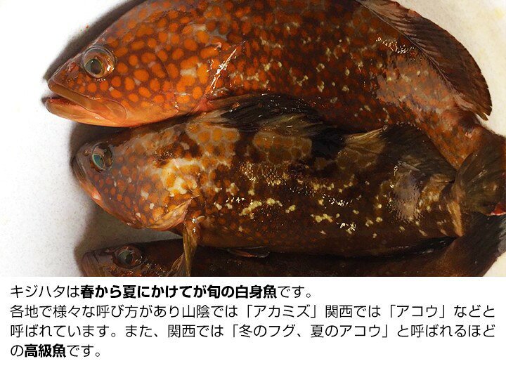 楽天市場 送料無料 数量限定 幻の 高級魚 キジハタ 5尾 魚 お魚 さかな 鮮魚 刺身 煮つけ 煮付け 煮付 につけ アコウ アコウダイ あら汁 に お取り寄せグルメ 鳥取県特産品直売所 大山望