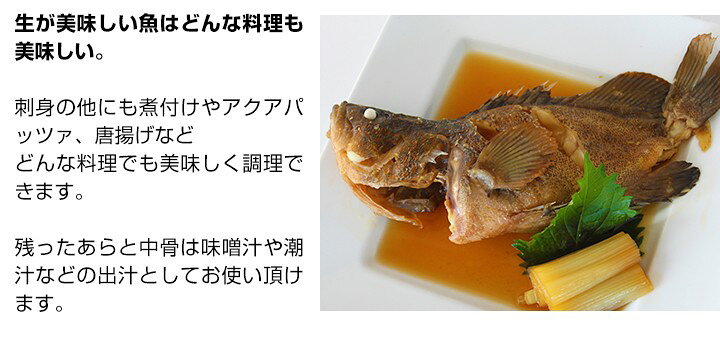 楽天市場 送料無料 数量限定 幻の 高級魚 キジハタ 5尾 魚 お魚 さかな 鮮魚 刺身 煮つけ 煮付け 煮付 につけ アコウ アコウダイ あら汁 に お取り寄せグルメ 鳥取県特産品直売所 大山望