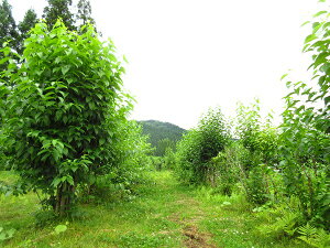 杜仲茶/2g×35パック/ご贈答/お歳暮/お取り寄せ