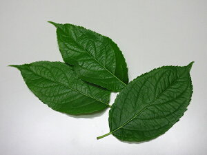 杜仲茶/2g×35パック/ご贈答/お歳暮/お取り寄せ
