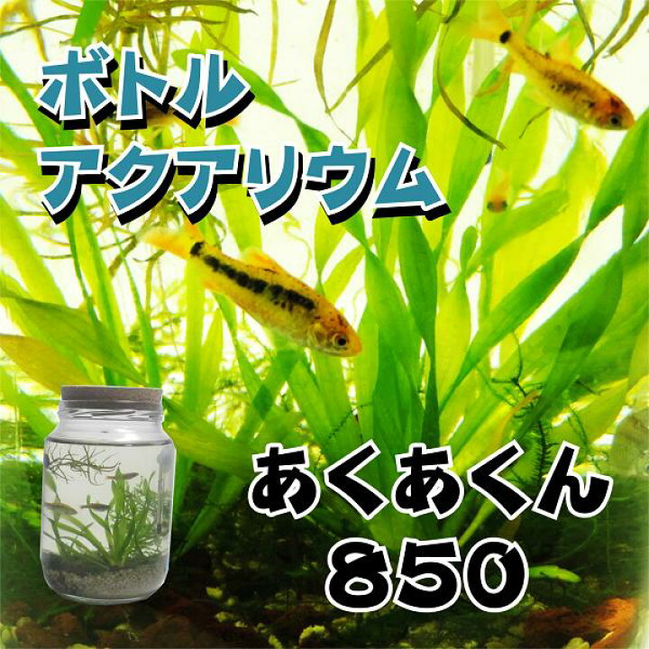 楽天市場 ボトルアクアリウムあくあくん850 円筒型 生き物 ペット 熱帯魚 ボトルアクアリウム 自由研究 秋田県大仙市公式アンテナショップ 楽天市場 ボトルアクアリウムあくあくん850 円筒型 生き物 ペット 熱帯魚 ボトルアクアリウム 自由研究 秋田県大仙市公式アンテナショップ