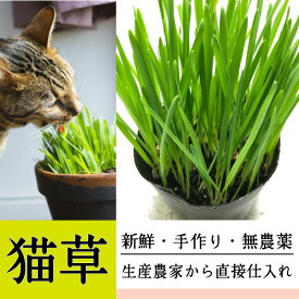 猫草 ねこくさ　1個　鉢 直径 約7.5cm ペットグラス 毛玉ケア ヘアボールコントロール 無農薬 猫と犬が食べる草 毛玉 猫草 農家直接仕入れ 【DBP】