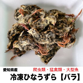 【1kg】冷凍　国内加工 愛知県産　ひなうずら バラ 雛ウズラ 1kg【クール便配送】 ※別途クール便送料　爬虫類　猛禽類　大型魚　ひなうずら【DBP】