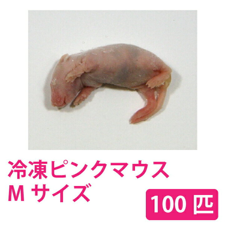 楽天市場】富城物産 冷凍 ピンクマウス Mサイズ(約3.0cm) 100匹＜冷凍 