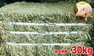 【ミニブタ用】牧草 チモシー ダブルプレス 約30kg 1番刈り(アメリカ産) 圧縮 スーパープレミアムチモシ…
