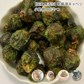 楽天市場 デグー キャベツの通販