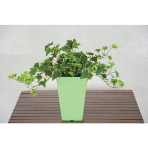 O[NX yʓrz ylsz lH/lHϗtA ACr[ 6300033743 [1560-6393958]