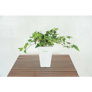 O[NX yʓrz ylsz lH/lHϗtA ACr[ 6300028775 [1560-6363760]