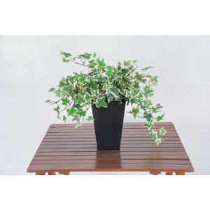 O[NX yʓrz ylsz lH/lHϗtA I_ACr[ 6300028777 [1560-6363784]