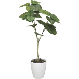 グリーンクロス 【別途送料】 【個人宅不可】 ウンベラータ1.2m 6300029255 [1560-3430848]