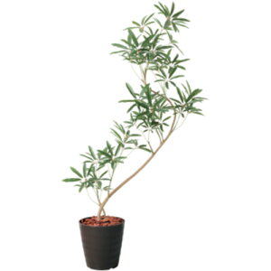 O[NX yʓrz ylsz 130cmVFtAKXeB|bg BRL 6300029313 [1560-3433962]