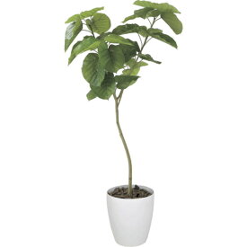 グリーンクロス 【別途送料】 【個人宅不可】 ウンベラータ 1.8m 6300029277 [1560-3431524]