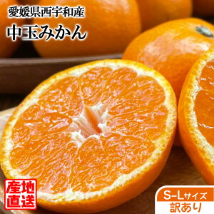 ݂ 󂠂   Yn QY Fa݂ S-LTCY  Q݂ B݂