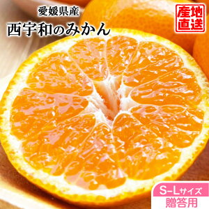 ݂ Gi  Yn QY Fa݂ S/M/LTCY TCYws Q݂ B݂ Mtg v[g