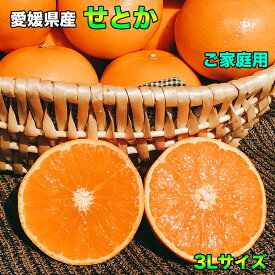 せとか 訳あり みかん 2.5kg 送料無料 柑橘の大トロ 愛媛県産 せとか 3Lサイズ 2.5kg ご家庭用 お試し 送料無料 2月中旬頃から