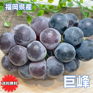 Ԃǂ  ق Y  2[ 600g (300g × 2) Mtg 䒆 Ԃǂ ق N[   Mtg