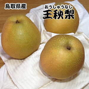  Ȃ iV 5kg  挧Y H  5kg GNX  Ȃ イ 5Kg Ε Mtg
