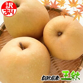 梨 なし ナシ 5kg 梨 送料無料 5kg 訳あり 鳥取県産 王秋 梨 5kg 送料無料 梨 なし おうしゅう 5Kg お歳暮 ギフト