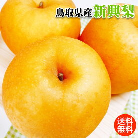 梨 鳥取県産 新興 梨 秀品 贈答用 梨 なし ギフト 送料無料 お歳暮 ギフト