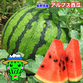 すいか スイカ 信州 長野県産 アルプス 西瓜 6kg以上 訳あり ご家庭用 送料無料 お試し 大玉西瓜