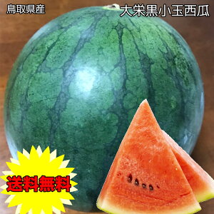  XCJ 挧Y h  Z 2LTCY 1ʓ 2.5kgƒp  挧 Z h  ʐZ Mtg XCJ