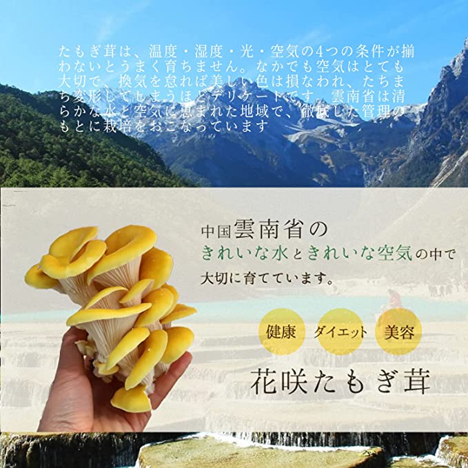 【楽天市場】たもぎ茸 乾燥 たもぎたけ 無添加 黄金たもぎだけ 乾物 黄金タモギタケ 健康食品 キノコ きのこ たもぎ茸 エルゴチオネン 美容 ...