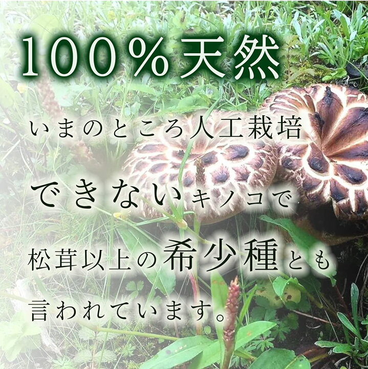 楽天市場】天然香茸 コウタケ 香茸 50g x2袋 天然きのこ サイズ 