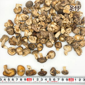 �����Y ���� �ő� 100g ���t �i1.5-2cm�T�C�Y�I�ʁj�V�C�^�P �������� �����ő� ��J���� ���� ���q���� �ƒ�p �������T�C�Y