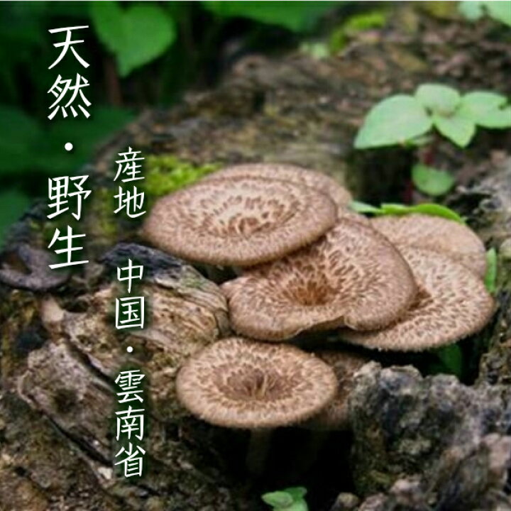 楽天市場】天然香茸 コウタケ 香茸 50g 天然きのこ サイズ不揃い 雲南 