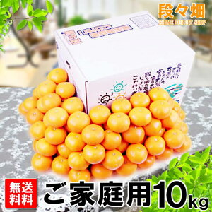 �y���������z���Q���Y ���Q�݂��� ���ƒ�p 10kg/�݂���/����/�I�����W/���k/�ʕ�/�t���[�c/������/�O����/�Y�n����