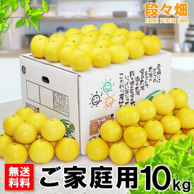 【送料無料】愛媛県産 ニューサマーオレンジ ご家庭用 10kg/日向夏や小夏と同一品種/みかん/蜜柑/オレンジ/柑橘/果物/フルーツ/お取り寄せ/グルメ/産地応援